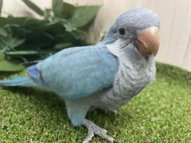 オキナインコ