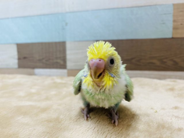 セキセイインコ