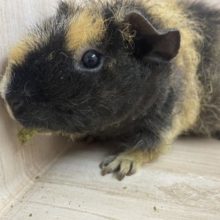 最新画像になりますよ！！隠れカラーはホワイト！！♪  スキニーギニアピッグ　ウェアウルフ　女の子