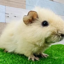 もしゃもしゃ♡慣れ慣れテディモルモットちゃん