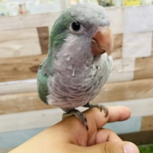 最新画像有り☆まるまるボディーのヒナさん☆オキナインコのターコイズブルーカラー！