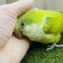 うんうんうんうん。。。うなづきますオキナインコさん♡ オキナインコ　パステルグリーン