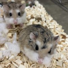 みんなで仲良くね！ロボロフスキーハムスター