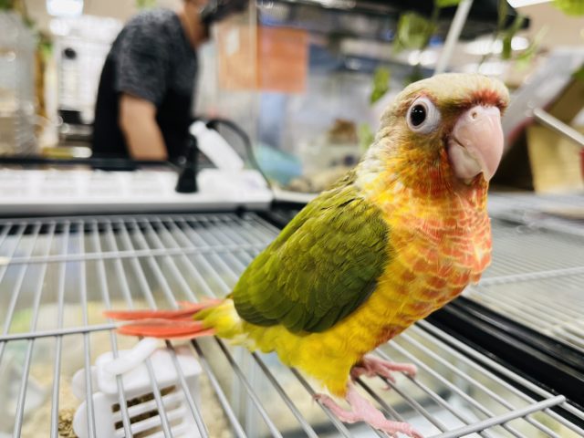 ホオミドリウロコインコ