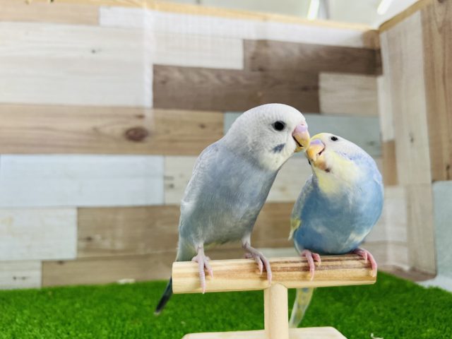 セキセイインコ