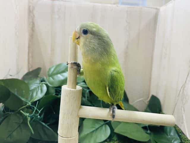 コザクラインコ（小桜インコ）