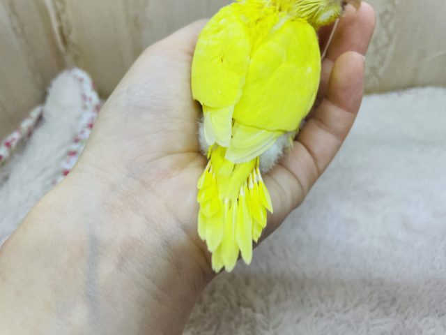 セキセイインコ