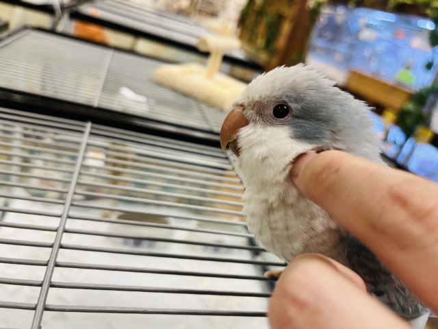 オキナインコ