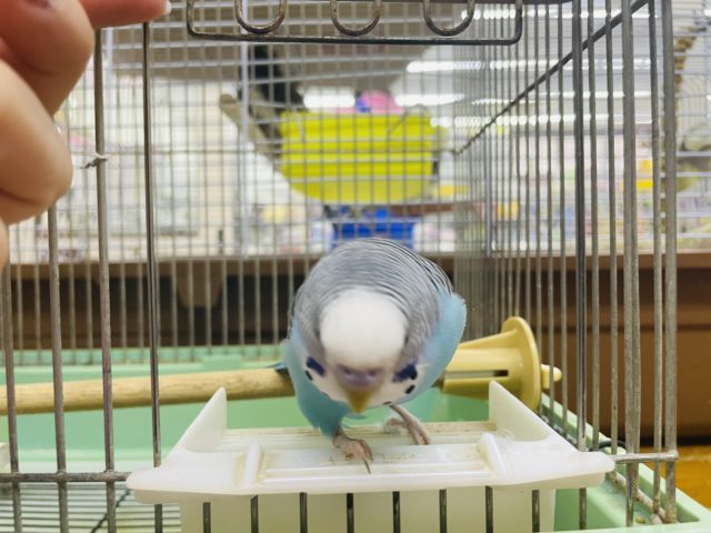 ジャンボセキセイインコ