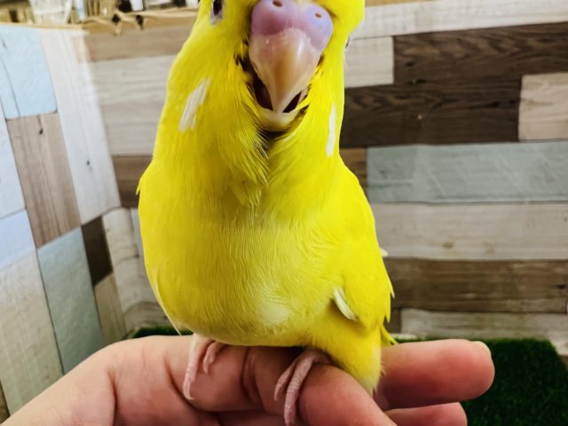 ジャンボセキセイインコ