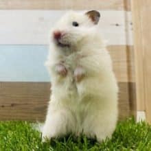 キャラクターのような可愛さのハムスターやって来ました♡