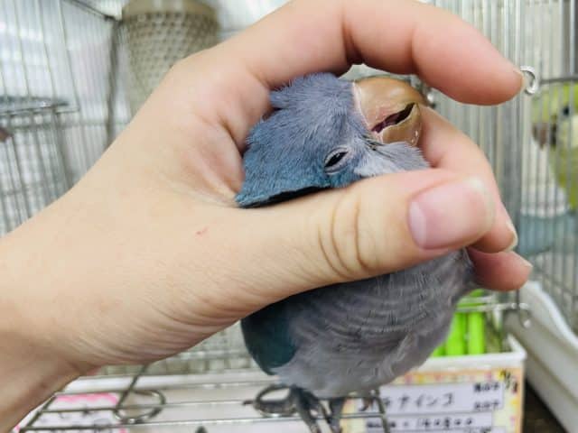 オキナインコ