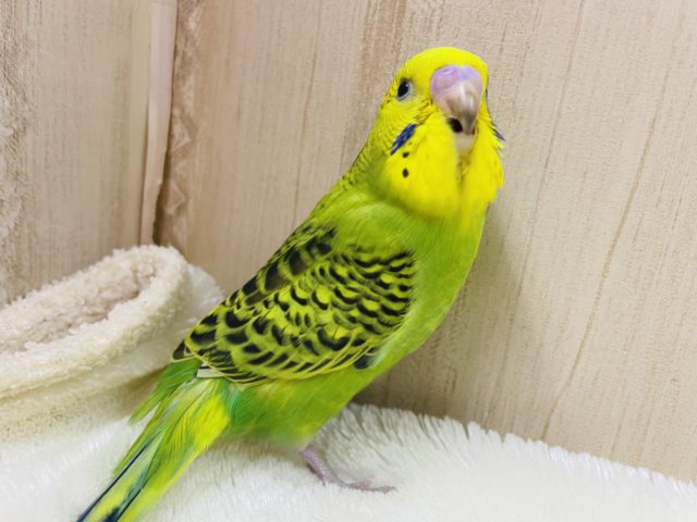 セキセイインコ