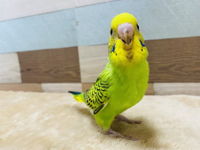 セキセイインコ