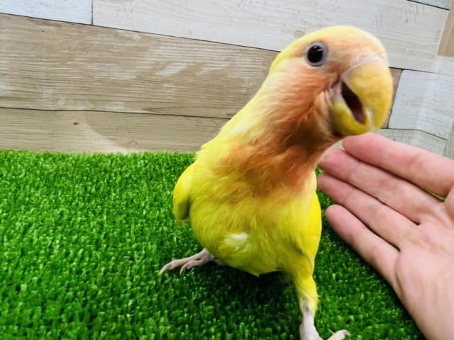 コザクラインコ（小桜インコ）