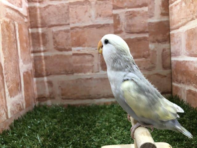 コザクラインコ（小桜インコ）