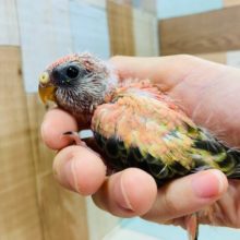 アキクサインコ 秋草インコ の販売一覧 東京からもほど近い 千葉県 神奈川県 埼玉県のペットショップ