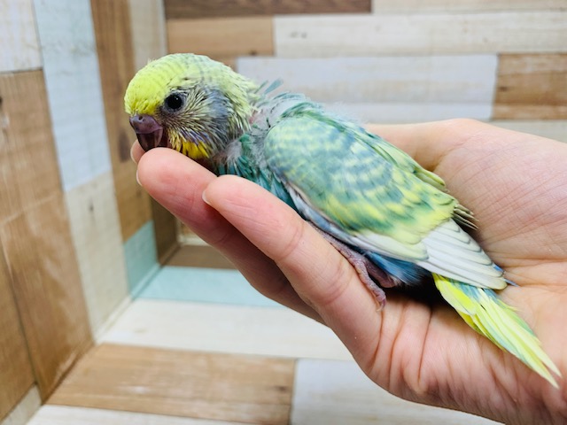 セキセイインコ