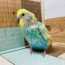 前向くのはいっちょまえ！笑　セキセイインコさん♪
