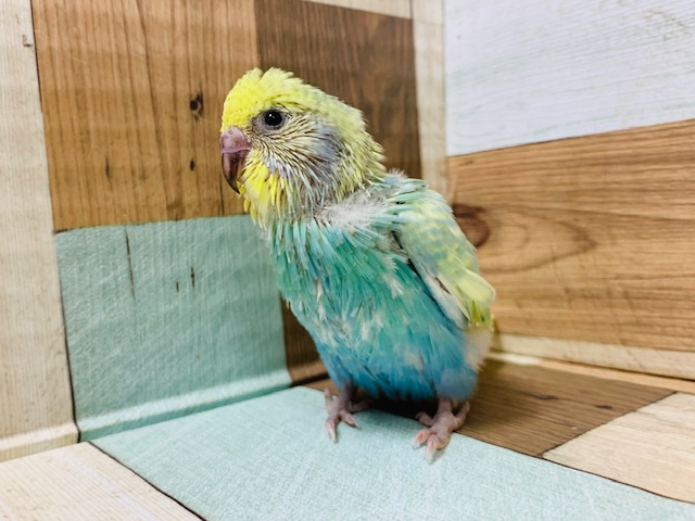 前向くのはいっちょまえ！笑　セキセイインコさん♪