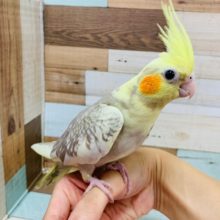カゴにへばりついてかまちょ炸裂♪オカメインコ(シナモンパールパイド)さん☆