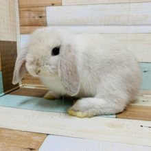 垂れ耳もふっとがたまらない♡ホーランドロップイヤーちゃん♡