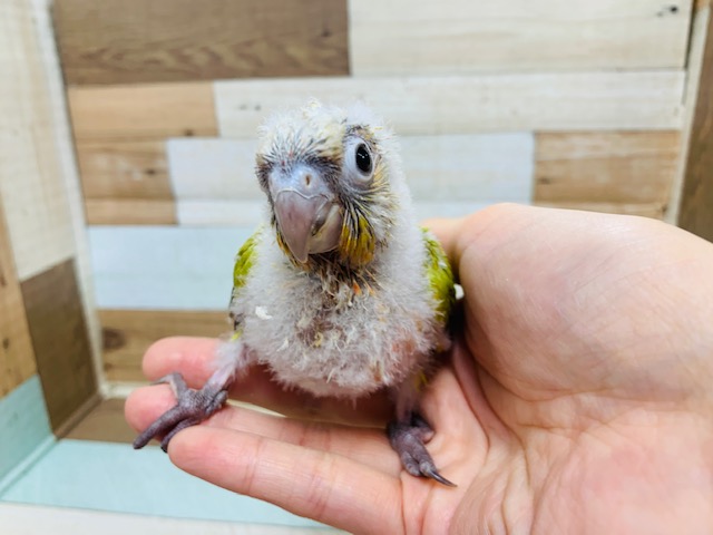 ホオミドリウロコインコ