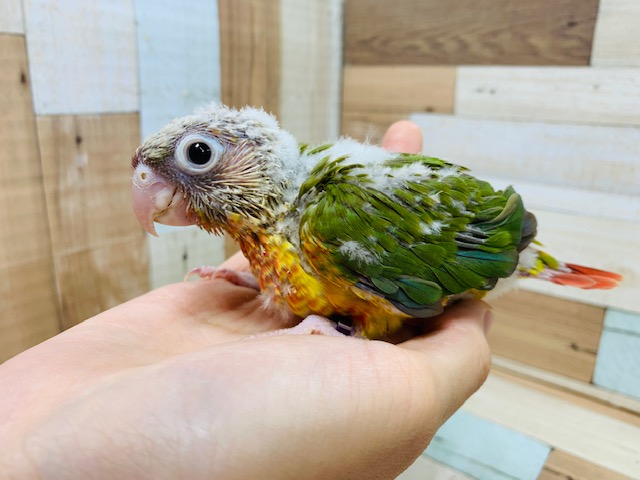 明るいｶﾗｰ☆わたわたのウロコインコ(パイナップル)さん♪