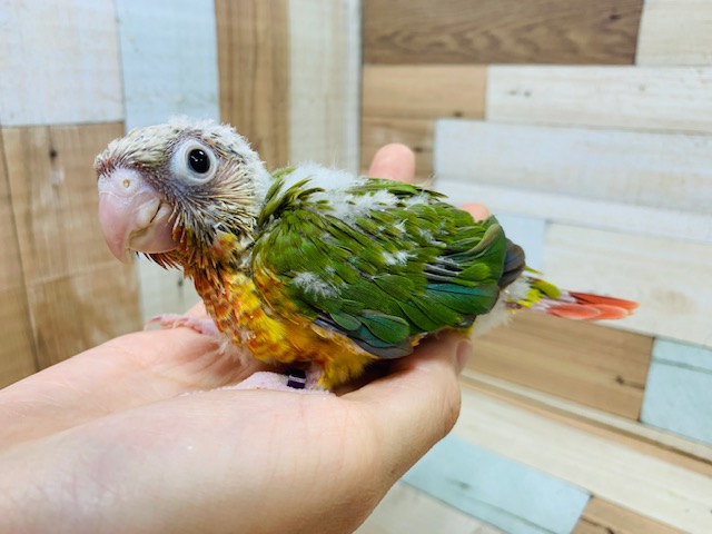 ホオミドリウロコインコ