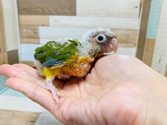 ホオミドリウロコインコ