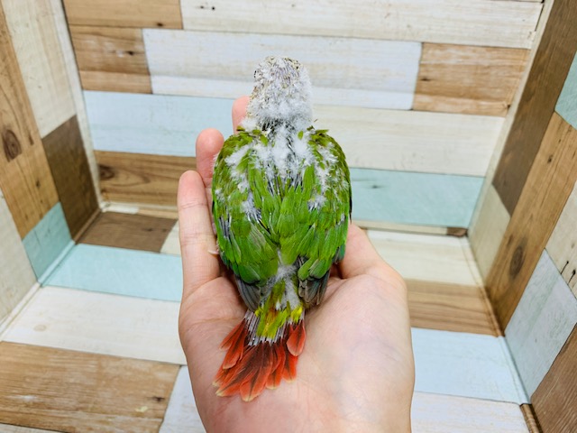 ホオミドリウロコインコ