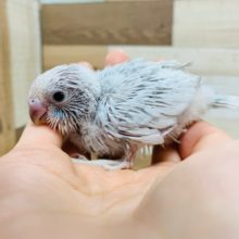 手の上でくるくる回る器用なコ! セキセイインコ(スパングル)さん♪