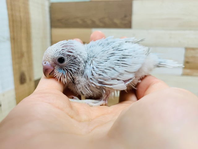 手の上でくるくる回る器用なコ! セキセイインコ(スパングル)さん♪