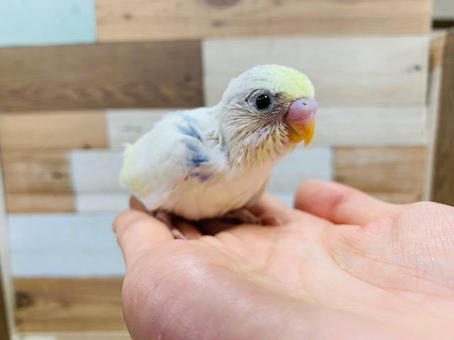 おしゃれな襟発見!!セキセイインコ(パステルレインボーハルクイン)さん♪