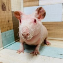 牧草に夢中☆スキニーギニアピッグちゃん♡