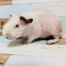 もふもふ感が増しました♪スキニーギニアピッグくん☆