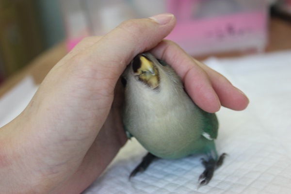 コザクラインコ（小桜インコ）