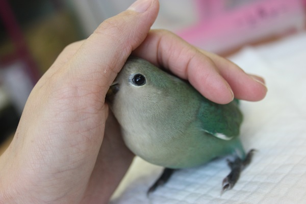 ナデナデ大好き♩手乗りコザクラインコ（ブルー）さんです💙