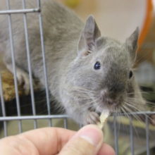 デグー💜チョコレート　カキカキ大好き♩♀