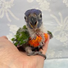 カラフル💛ゴシキセイガイインコ　2022年5月生まれ