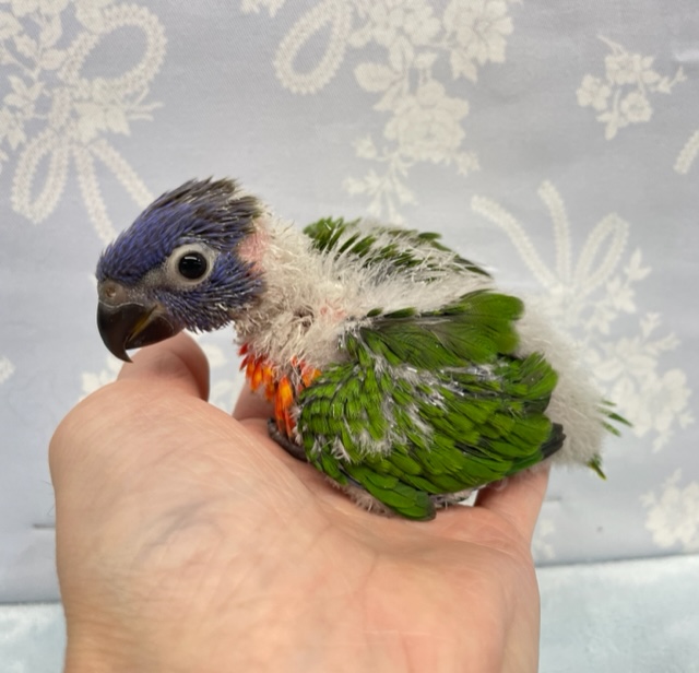 ゴシキセイガイインコ