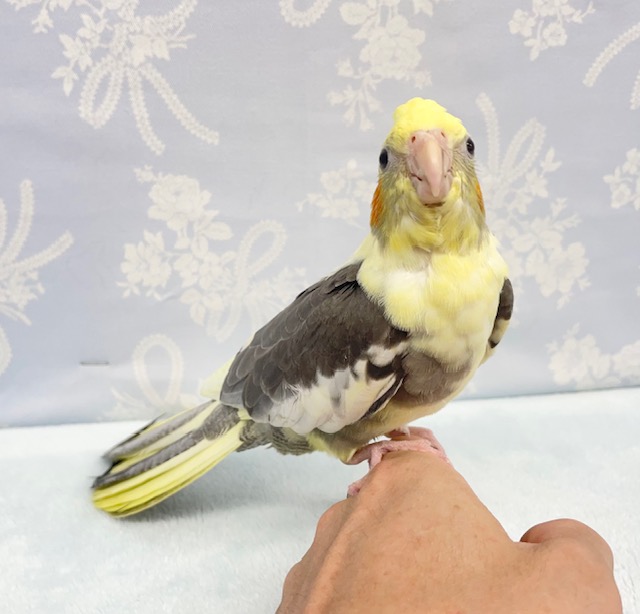 オカメインコ