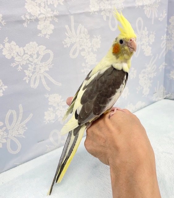 オカメインコ