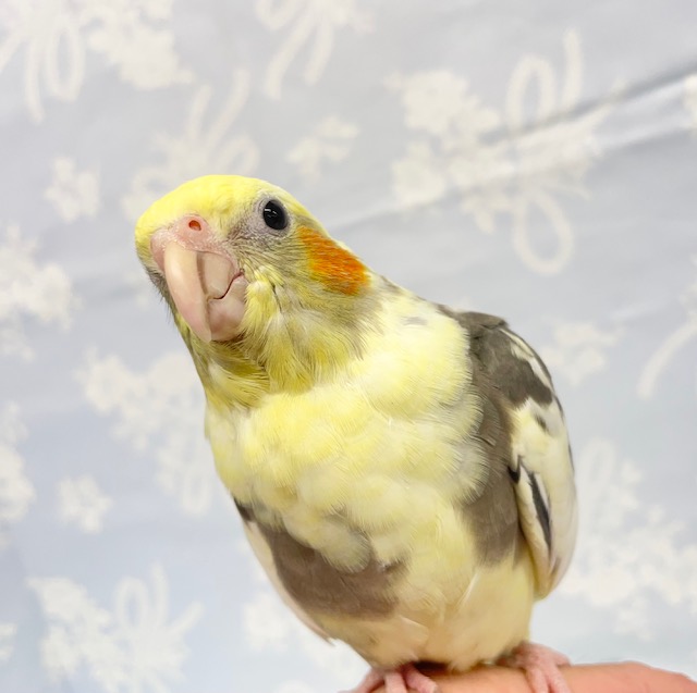 安心サイズ💛オカメインコ（パイド）2022年5月生まれ