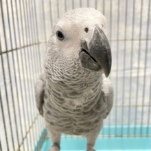 人気者💛ヨウム　女の子　2021年12月生まれ