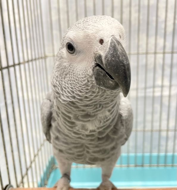 人気者💛ヨウム　女の子　2021年12月生まれ