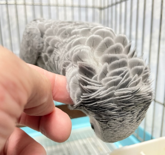 人気者💛ヨウム 女の子 2021年12月生まれ ヨウム