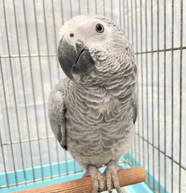 人気者💛ヨウム 女の子 2021年12月生まれ ヨウム