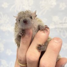 チクチク💛ヒメハリテンレック　2022年5月生まれ