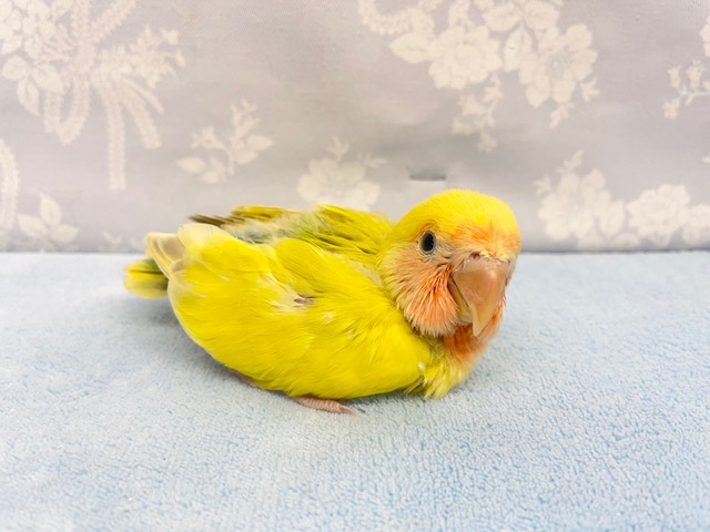 コザクラインコ（小桜インコ）